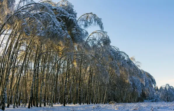 Winter, trees, landscape