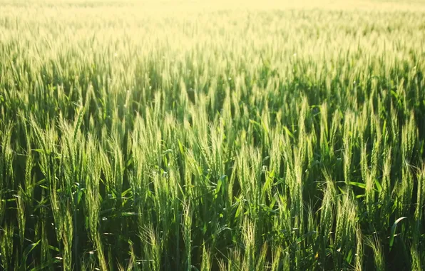 Picture field, green, spikelets, immature