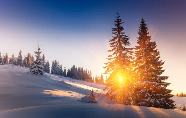 Picture Sunset, Nature, Winter, Trees, Snow, Dawn, Rays, Spruce