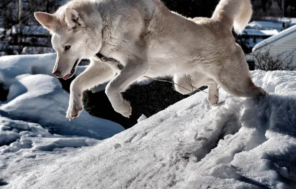 Picture winter, white, the sun, snow, jump, dog