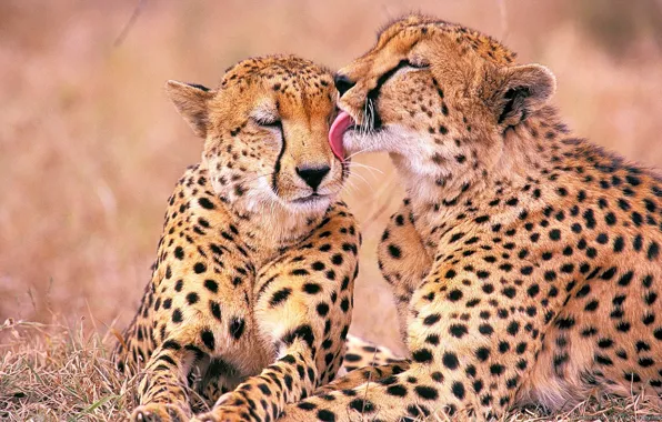Kiss, two, Cheetah