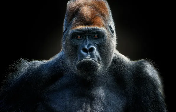 Lighting, gorilla, Gorilla