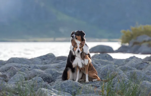 Picture animals, dogs, nature, river, stones, hugs, pair, Irina Kovaleva