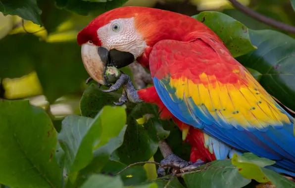 Leaves, bird, parrot, Red macaw