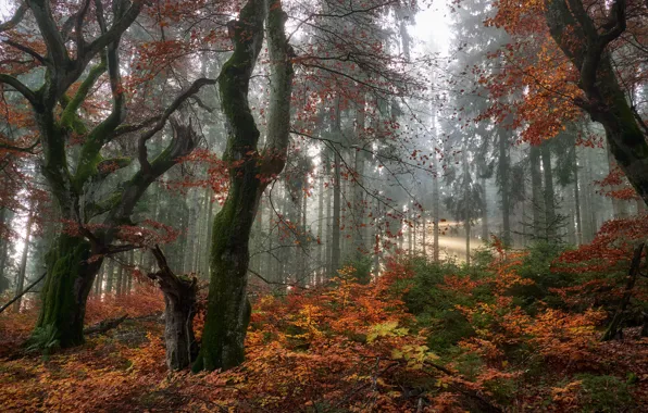 Autumn, forest, trees, branches, the rays of the sun, the bushes