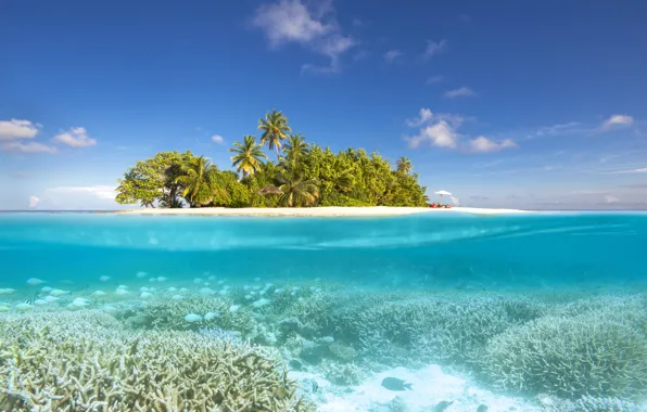 Beach, palm trees, the ocean, island, The Maldives, Laguna, Maldives, North Ari Atoll
