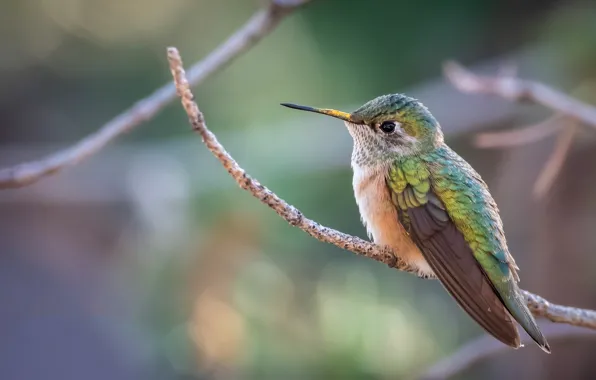 Picture branches, bird, Hummingbird
