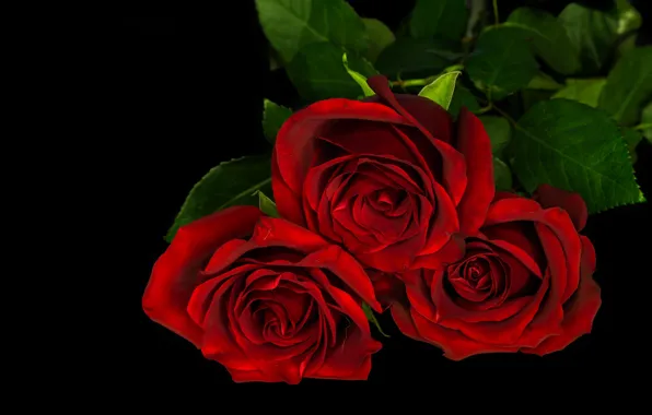 Picture red, roses, bouquet, lies, black background, trio, three roses