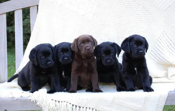 Puppies, Labrador, black, chocolate
