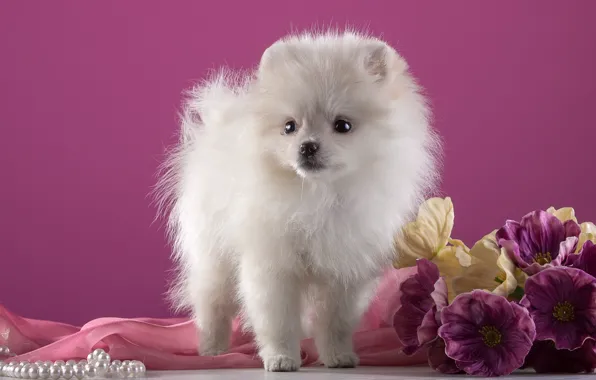 Picture white, flowers, puppy, breed, Spitz