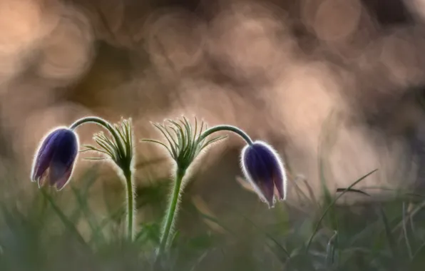 Flowers, nature, background, sleep-grass, cross