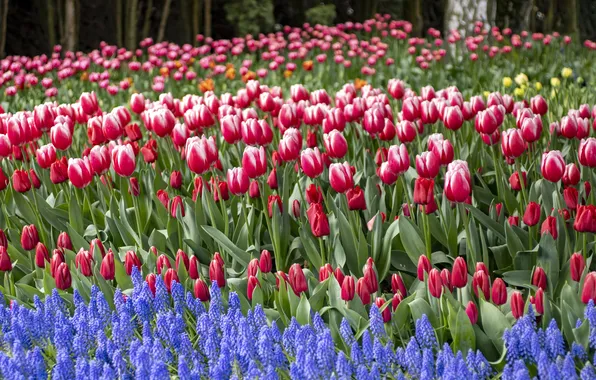 Flowers, Park, spring, garden, tulips, red, pink, buds