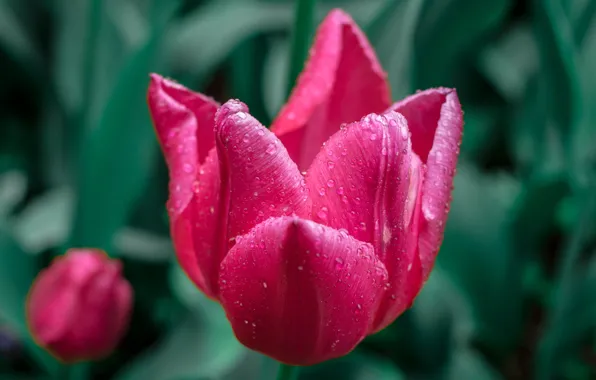 Picture Bokeh, Tulips, Bokeh, Macro, Drops, Pink tulips