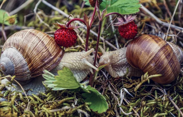 Macro, berries, two, moss, snail, snails, strawberries, pair