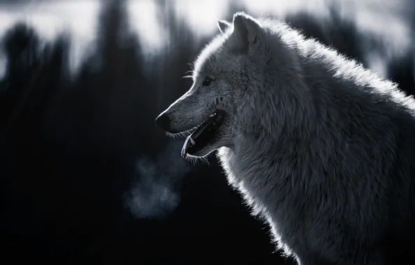 Forest, language, white, look, face, the dark background, wolf, portrait
