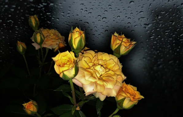 Picture FLOWERS, BEAUTY, THE WALLPAPERS, photo Elena Anikina, YELLOW ROSES