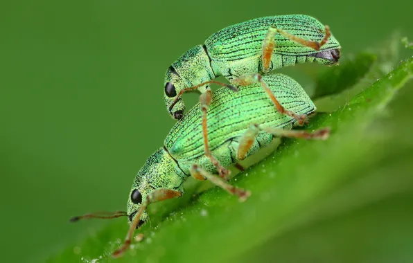 Erotic, macro, love, insects, background, leaf, spring, green