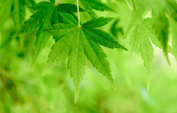 Greens, leaves, bokeh