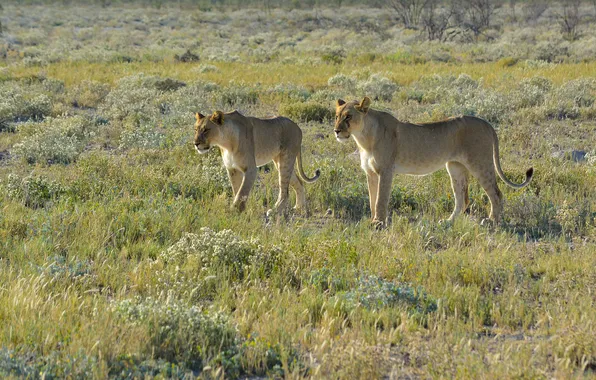 Picture cats, Africa, Safari, Namibia, lioness, the Etosha Nation Park