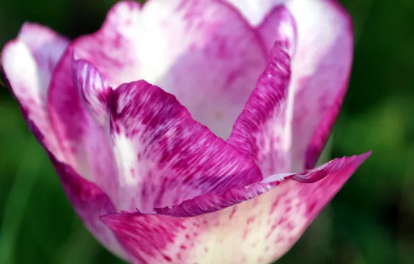 Picture macro, Flower, petals, flower, macro, bokeh, boke