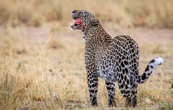 Nature, leopard, wild