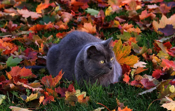 Autumn, cat, grass, cat, look, leaves, nature, pose