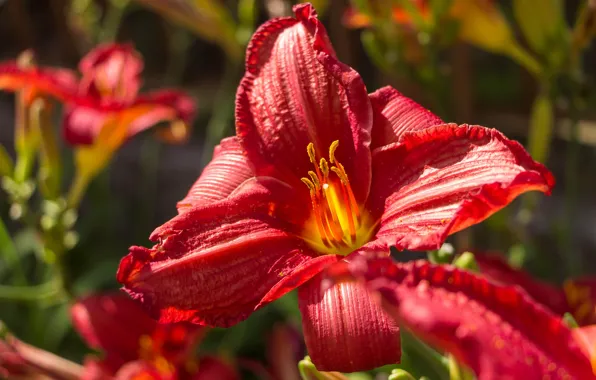 Picture Macro, Red Lily, Red lily