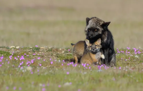 Baby, Fox, mom, Fox, Fox, Fox