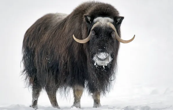 Animal, wildlife, mammal, hoofed, muskox
