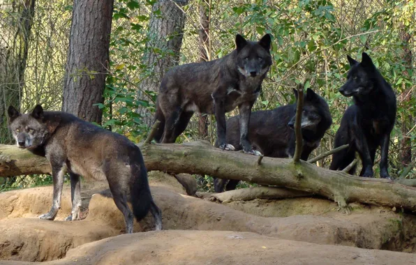 Picture nature, predator, animal, wolf, wildlife, portrait, portrait., Canis lupus. face
