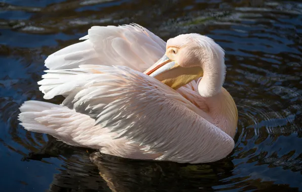 Picture pose, bird, pond, Pelican