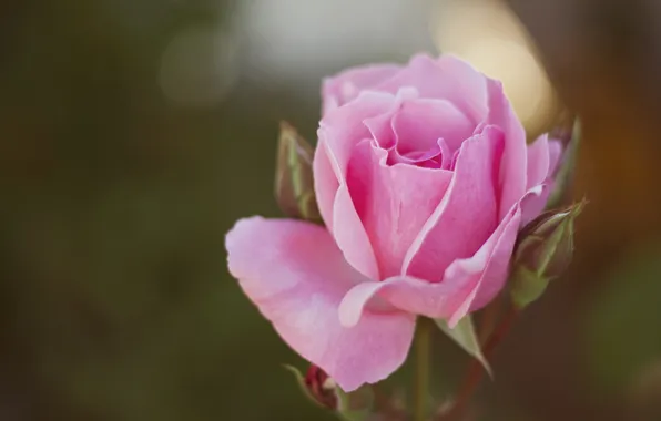 Flower, background, rose, buds