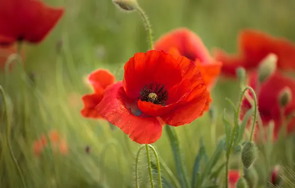Flower, summer, macro, flowers, red, Mac, Maki, meadow