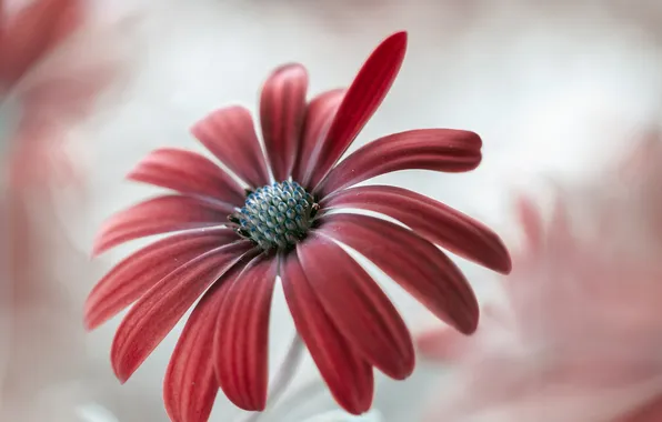 Flowers, nature, paint, petals