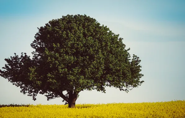 Picture field, the sky, flowers, tree, field of flowers