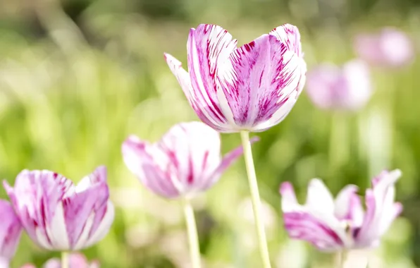 Summer, flowers, tulips