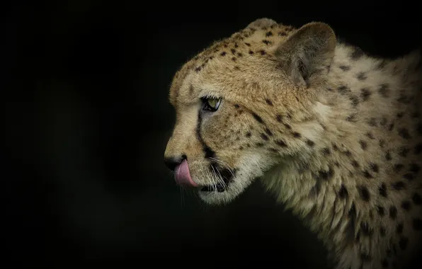 Language, face, the dark background, Cheetah, profile, wild cat, © Ania Jones