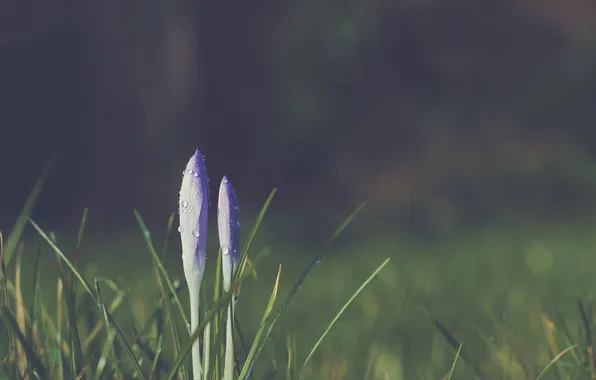 Grass, flowers, petals, crocuses