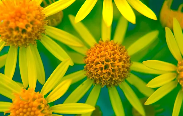 Macro, nature, petals