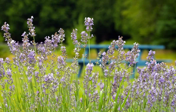 Field, summer, macro, flowers