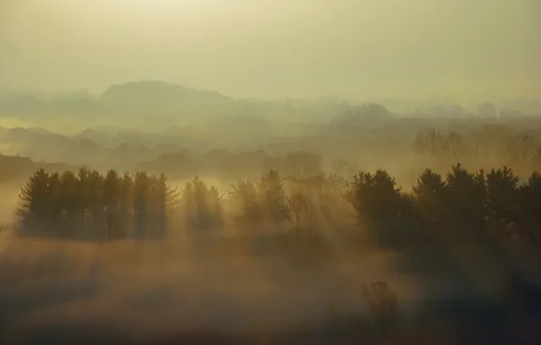 Landscape, nature, fog, the evening