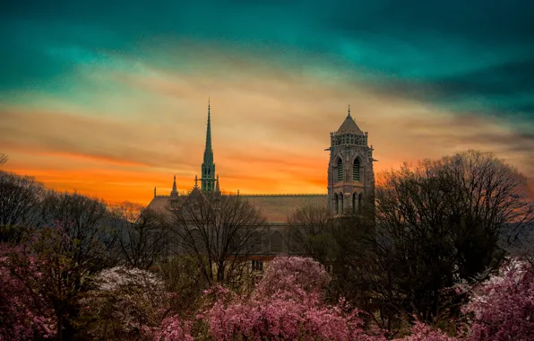 Picture trees, beauty, Cathedral, structure, cathedral, trees, beauty, structure