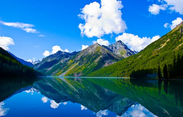 Forest, trees, mountains, lake, stones, rocks, shore, glacier