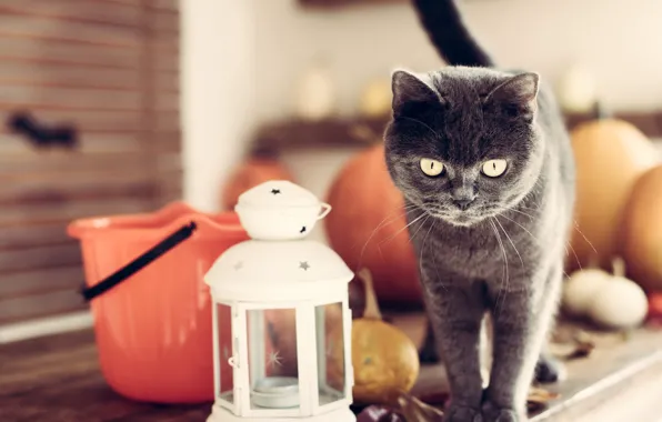 Autumn, cat, cat, look, pose, table, grey, holiday