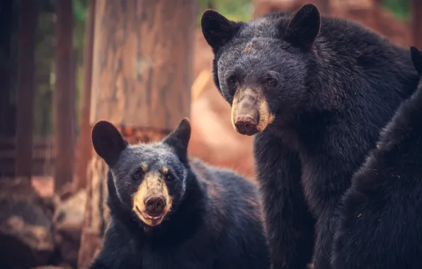Look, bear, bears, pair, muzzle, baribal, two bears, baribalas