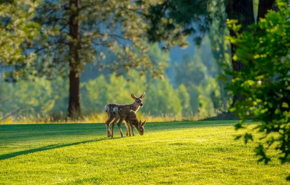 Greens, forest, summer, grass, leaves, light, trees, Park