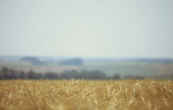 Wheat, field, nature, blur, ears