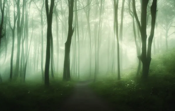 Greens, forest, summer, trees, branches, nature, fog, rendering