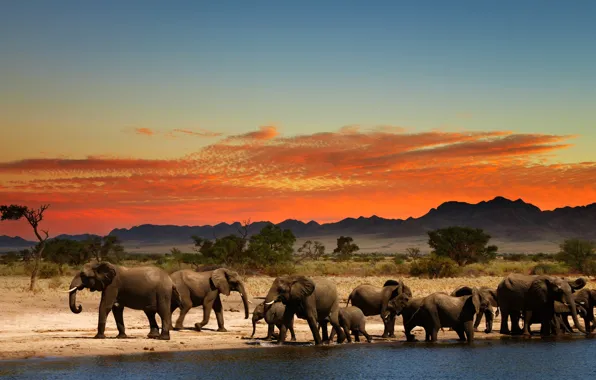 Picture glow, Africa, elephants, drink, the herd