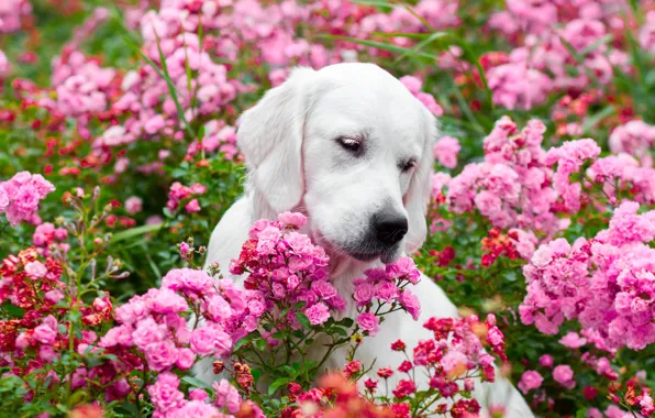 Face, flowers, roses, dog, Golden Retriever, Golden Retriever